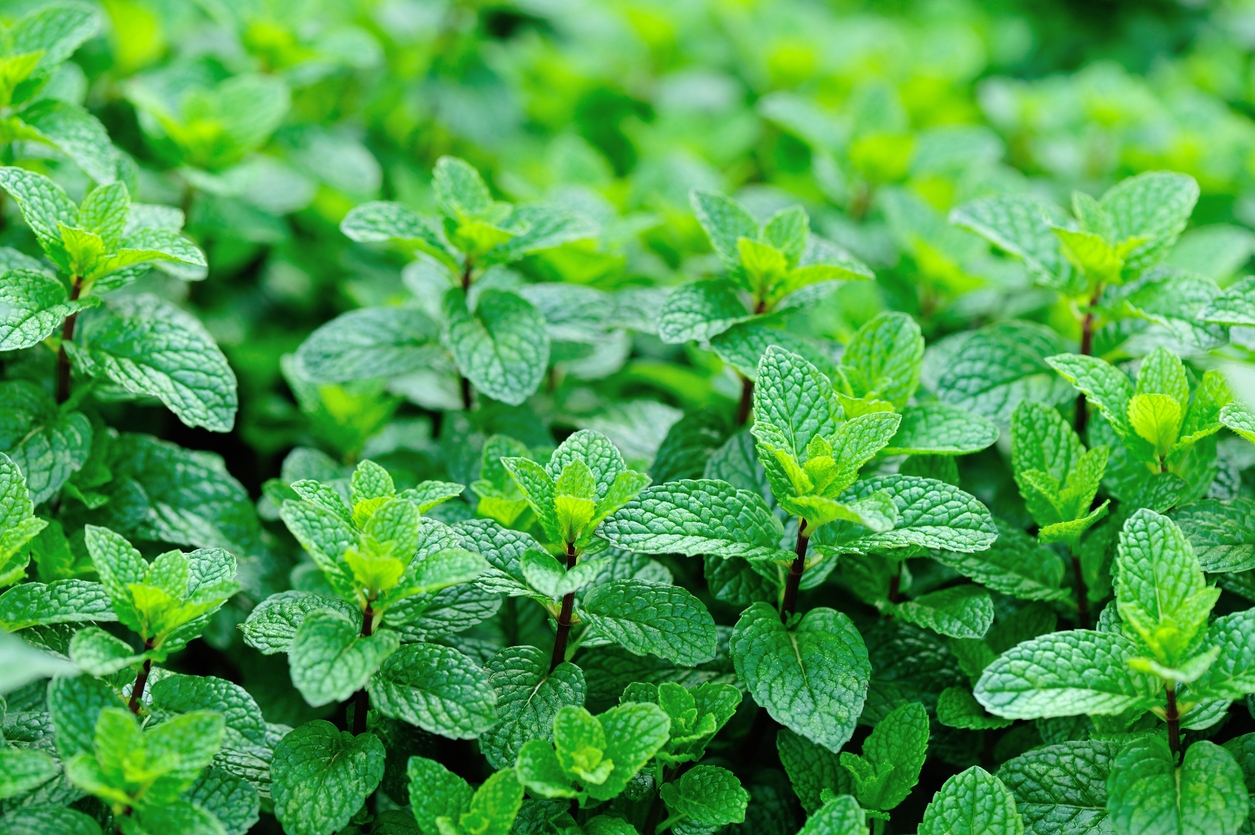 menthe