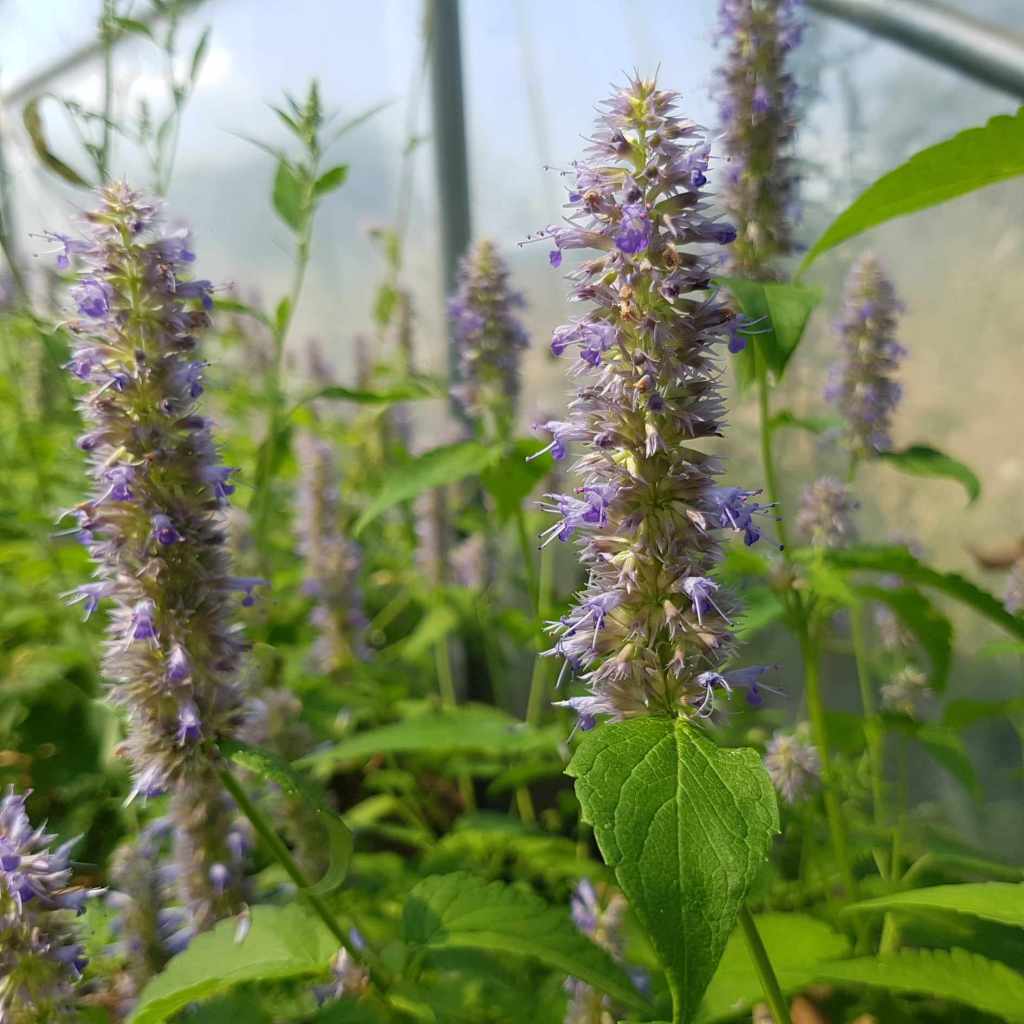 fleurs de perilla