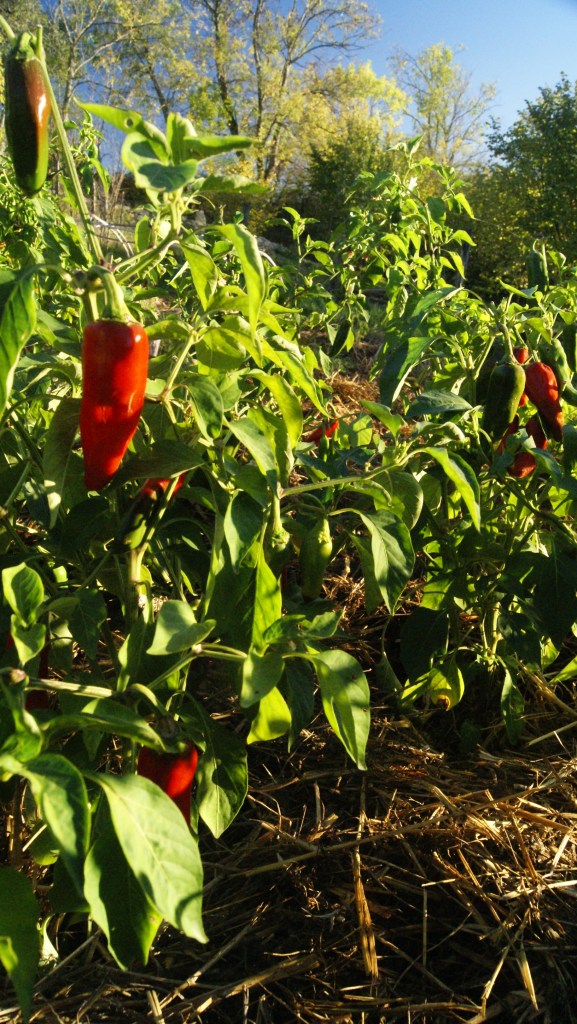 piment d'espelette