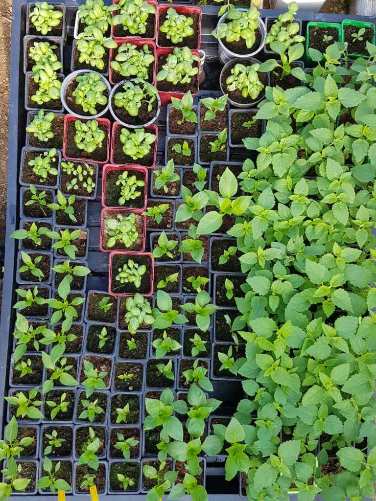jeunes plants