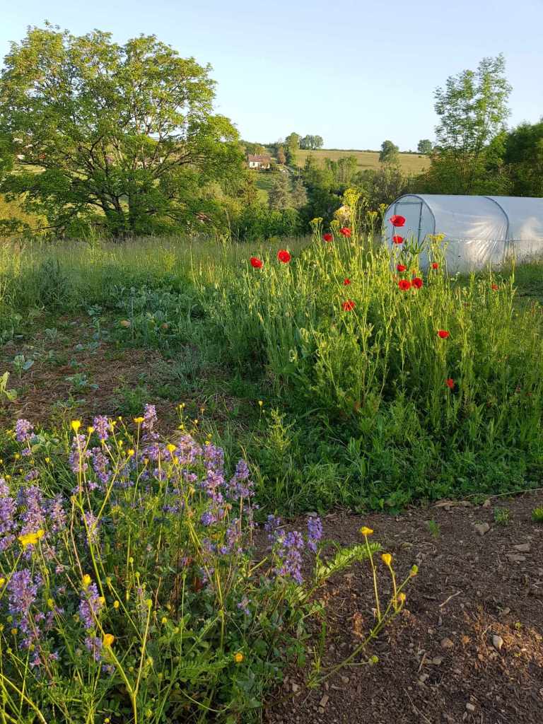 jardin en fleur
