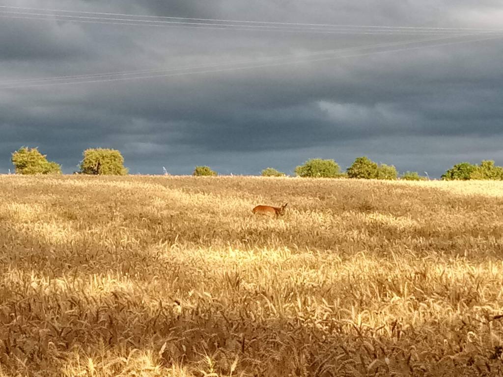 biche