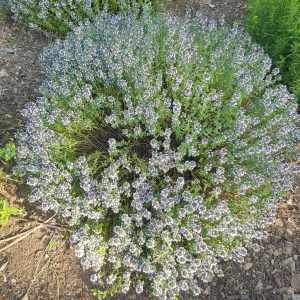 thym citron