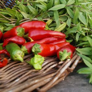récolte des piments