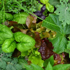 basilic