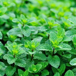 menthe