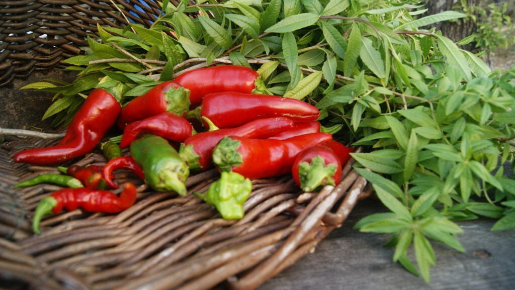 récolte des piments