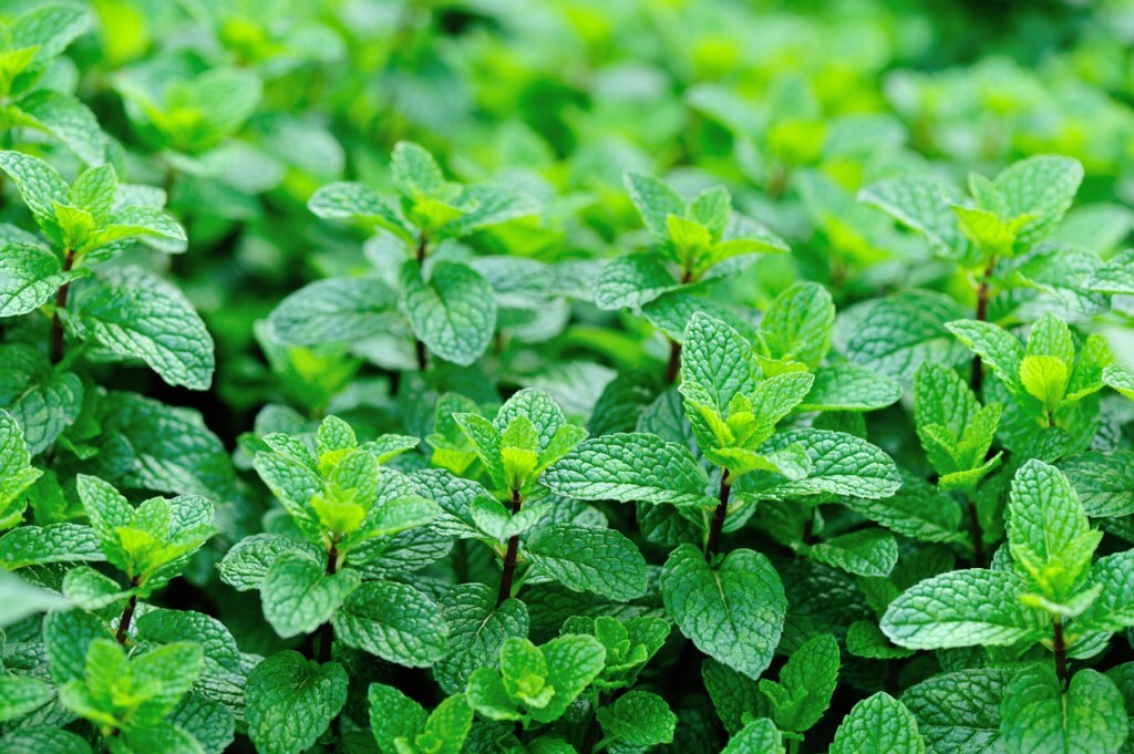 menthe
