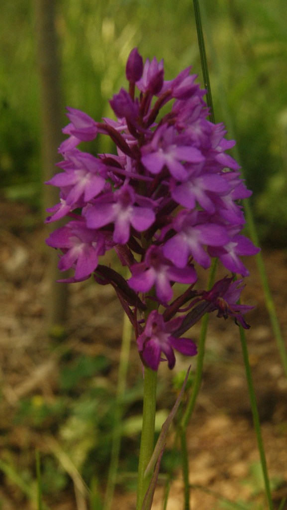 orchidée