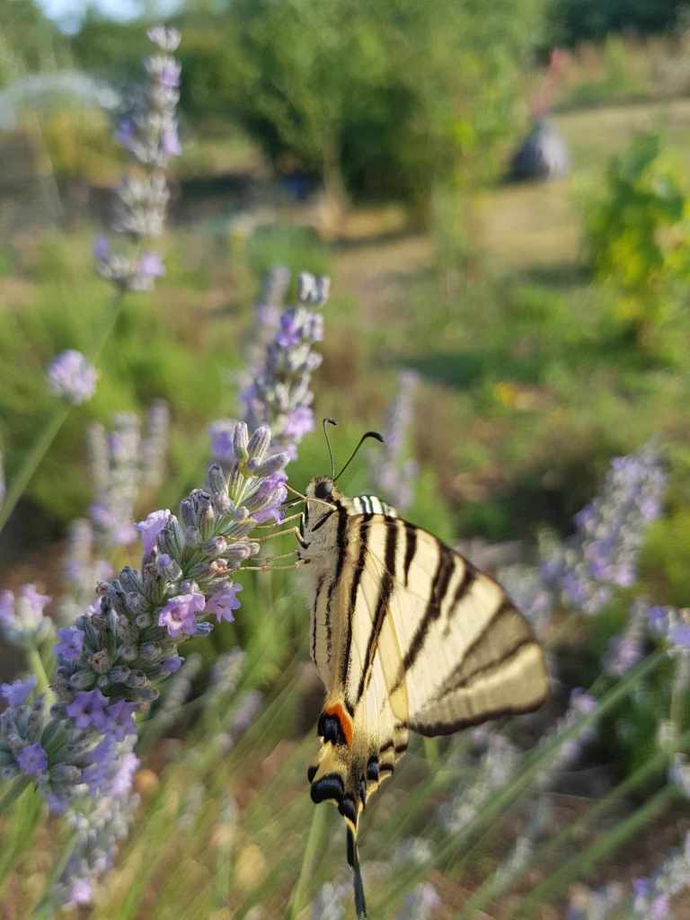 machaon