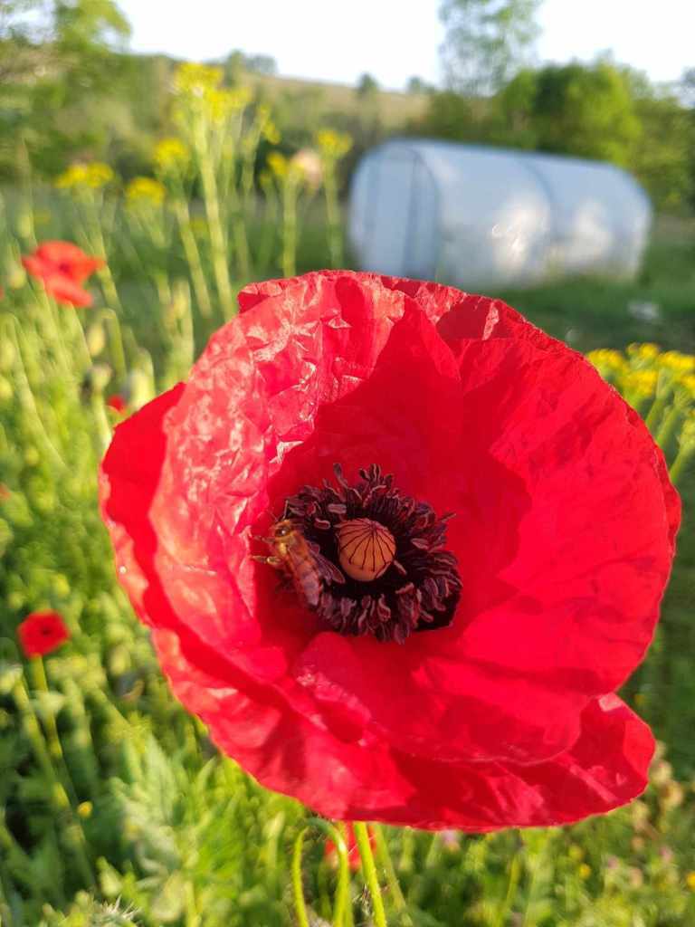 coquelicot