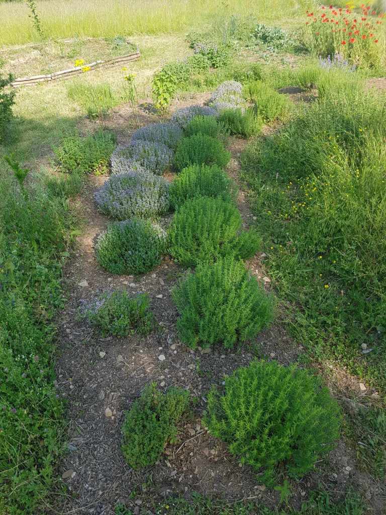 sarriette et hym citron