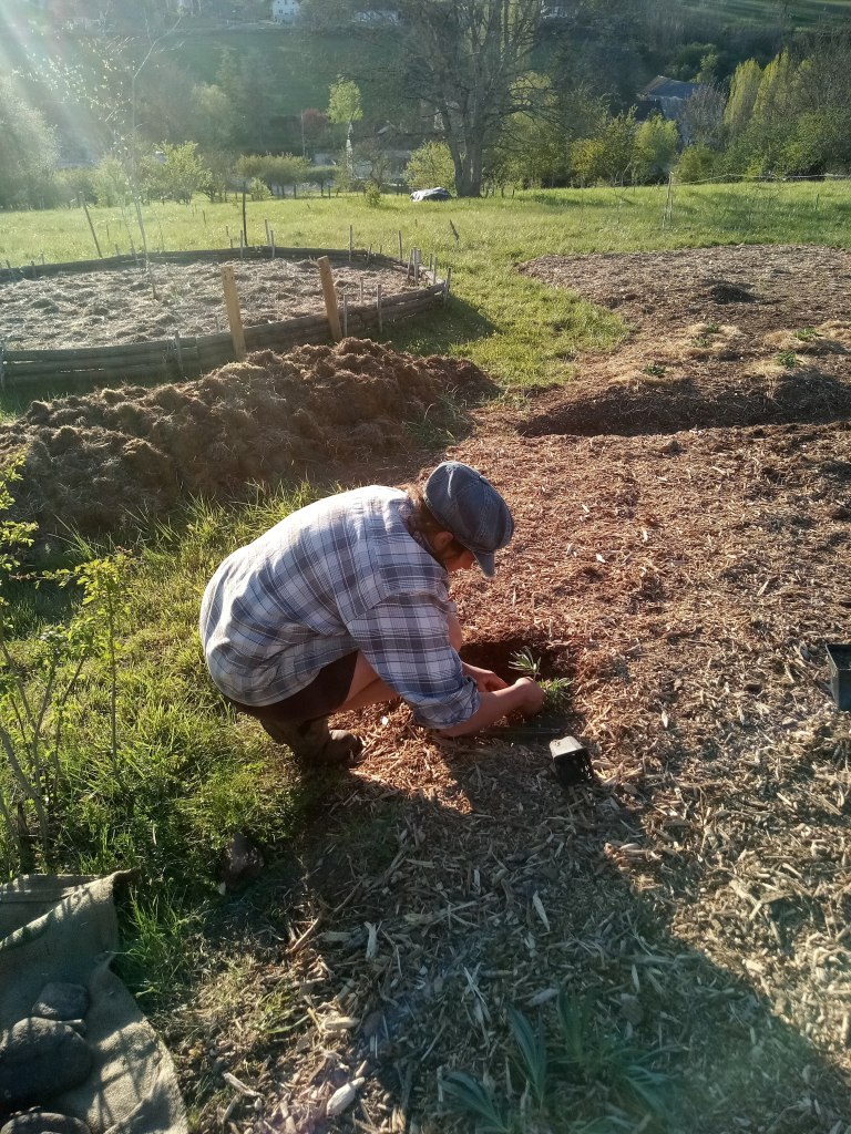 plantation des aromatiques