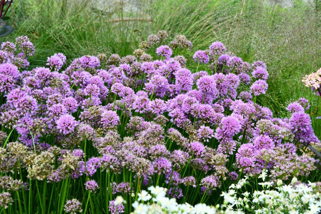 fleurs de poireaux