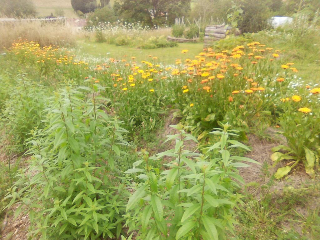verveine et calendula