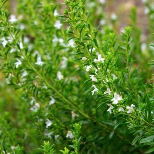 Huile de sarriette – Image 2